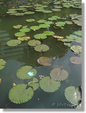 05v_SKYs_Dhaka - Baldah Garden.jpg